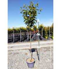 DIOSPYROS KAKI (KAKI) - QUART TIGE