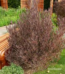 DODONAEA VISCOSA PURPUREA