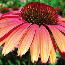 ECHINACEA SUMMER SKY