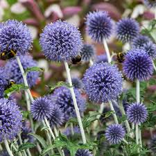 [4383] ECHINOPS RITRO (Caduc, 50/100)