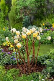 EDGEWORTHIA CHRYSANTHA