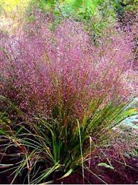 ERAGROSTIS SPECTABILIS
