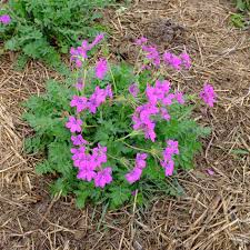 ERODIUM MANESCAVII