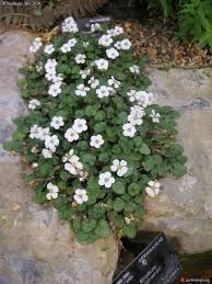 [4597] ERODIUM REICHARDII CHAMAEDRYOIDES (Caduc, 0/20)