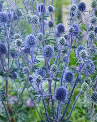 ERYNGIUM PLANUM