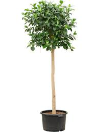 FICUS AUSTRALIS - TIGE
