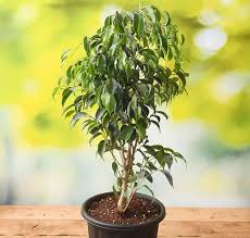 [5169] FICUS BENJAMINA (Persistant, 5 à 10 m)