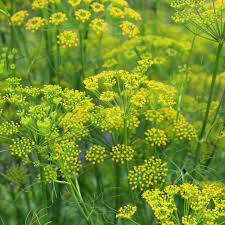FOENICULUM VULGARE FENOUIL