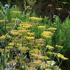 FOENICULUM VULGARE GIANT BRONZE'