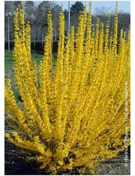 [5257] FORSYTHIA INTERMEDIA LYNWOOD (Caduc, 200/250)