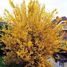 FORSYTHIA INTERMEDIA SPECTABILIS