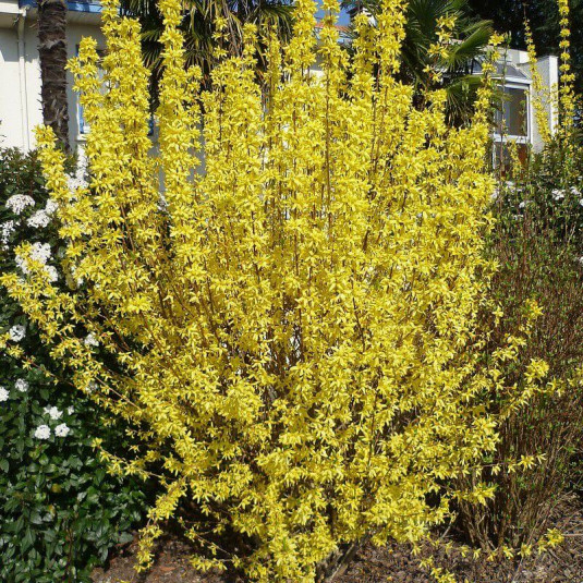 FORSYTHIA INTERMEDIA WEEK END