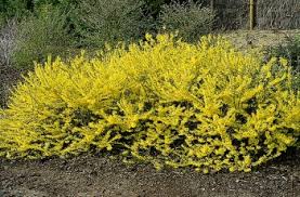 FORSYTHIA INTERMEDIA MAREE D'OR