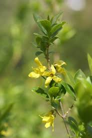 [5279] FORSYTHIA VIRIDISSIMA (Caduc, 200/250)