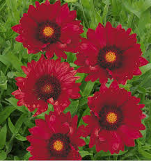 [5539] GAILLARDIA BOURGOGNE ROUGE (Caduc, 50/100)