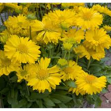 [5541] GAILLARDIA CHLOE JAUNE (Caduc, 50/100)