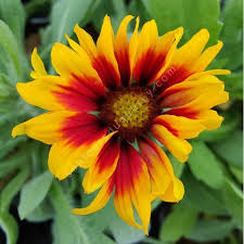 GAILLARDIA KOBOLD ROUGE ET JAUNE
