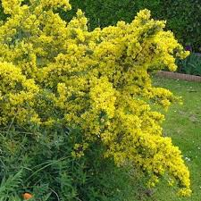[5631] GENISTA PORLOCK (Persistant, 150/200)