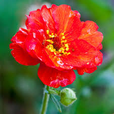 [5698] GEUM CHILO. MRS BRADSHAW ROUGE VIF (Caduc, 50/100)