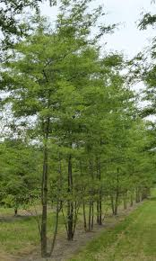 GLEDITSIA TRIACANTHOS INERMIS - TIGE