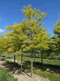 [5769] GLEDITSIA TRIACANTHOS - TIGE (Caduc, 10 à 20 m)