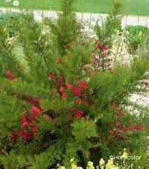 GREVILLEA JUNIPERINA