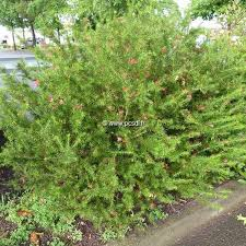 GREVILLEA JUNIPERINA - BOULE