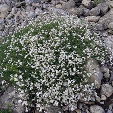 GYPSOPHILA REPENS