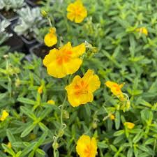 HELIANTHEMUM NUMMULARIUM