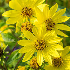 HELIANTHUS MICRO.