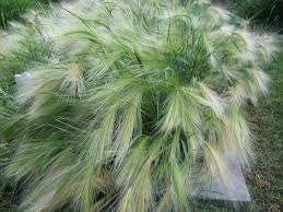 HORDEUM JUBATUM