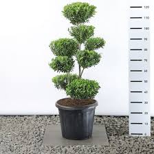 [6256] ILEX CRENATA - BONSAÏ EXTRA (Persistant, 50/100)