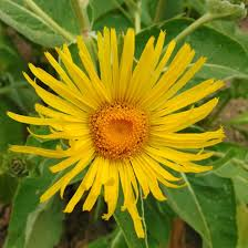 [6399] INULA ORIENTALIS (Caduc, 50/100)
