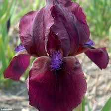 [6420] IRIS LILLIPUT ROUGE (Caduc, 20/50)