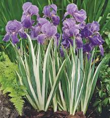 [6422] IRIS PALLIDA VARIEGATA (Caduc, 50/100)