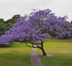 JACARANDA MIMOSIFOLIA