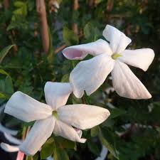 [6489] JASMINUM GRANDIFLORUM (Caduc, 200/250)