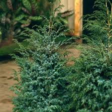 [6546] JUNIPERUS CHIN. BLUE ALPS (Persistant, 200/250)