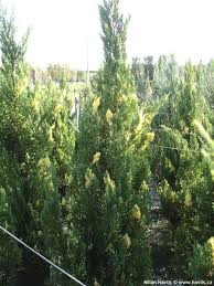 [6554] JUNIPERUS CHIN. VARIEGATA (C.STRICTA VAR.) (Persistant, 100/150)