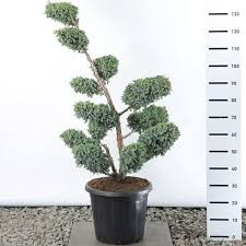 [6556] JUNIPERUS CHINENSIS BLUE ALPS - POMPONS (Persistant, 200/250)