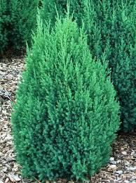 JUNIPERUS CHINENSIS STRICTA