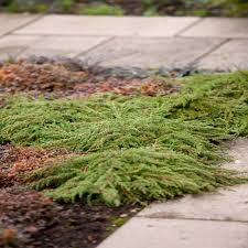 JUNIPERUS COM. GREEN CARPET
