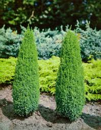 JUNIPERUS COMMUNIS COMPRESSA