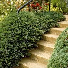 JUNIPERUS COMMUNIS REPANDA