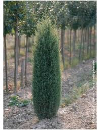JUNIPERUS COMMUNIS SENTINEL