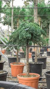 [6590] JUNIPERUS CONF. BLUE PACIFIC - DEMI TIGE (Persistant, 100/150)