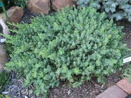 [6589] JUNIPERUS CONF. BLUE PACIFIC (Persistant, 20/50)