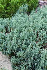 JUNIPERUS HOR. GREY PEARL