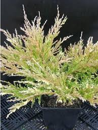 JUNIPERUS HORIZ. AND. COMP. VARIEGATA