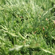 [6615] JUNIPERUS HORIZ. ANDORRA COMPACTA (Persistant, 20/50)